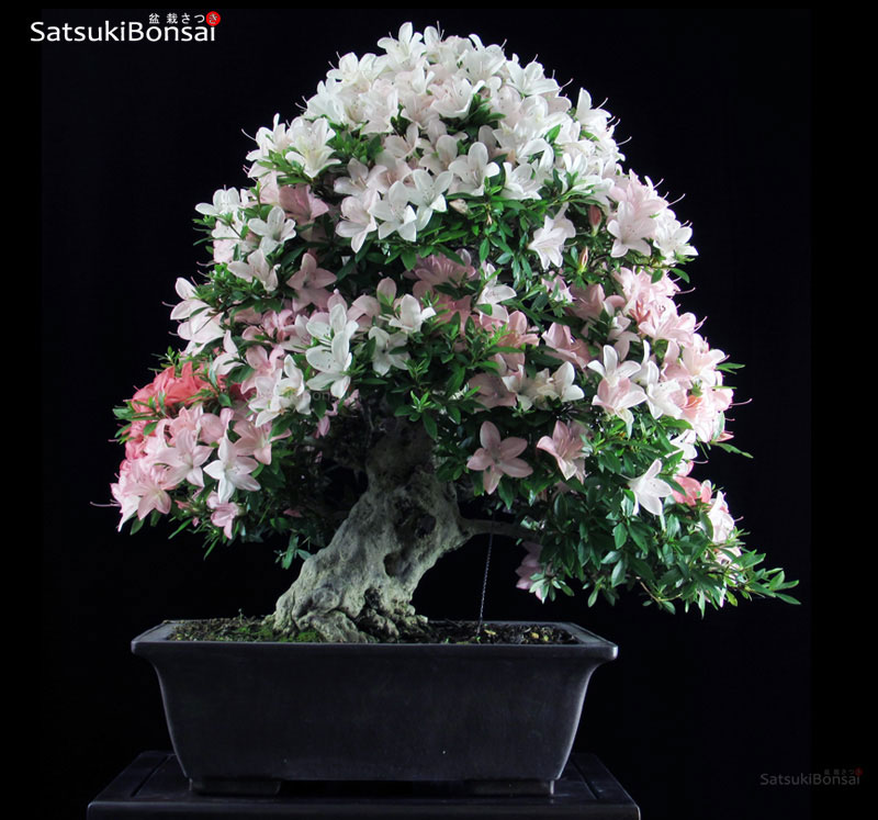 0012_15 Azalea Satsuki Var. NIKKO VENDUTO - immagine 1