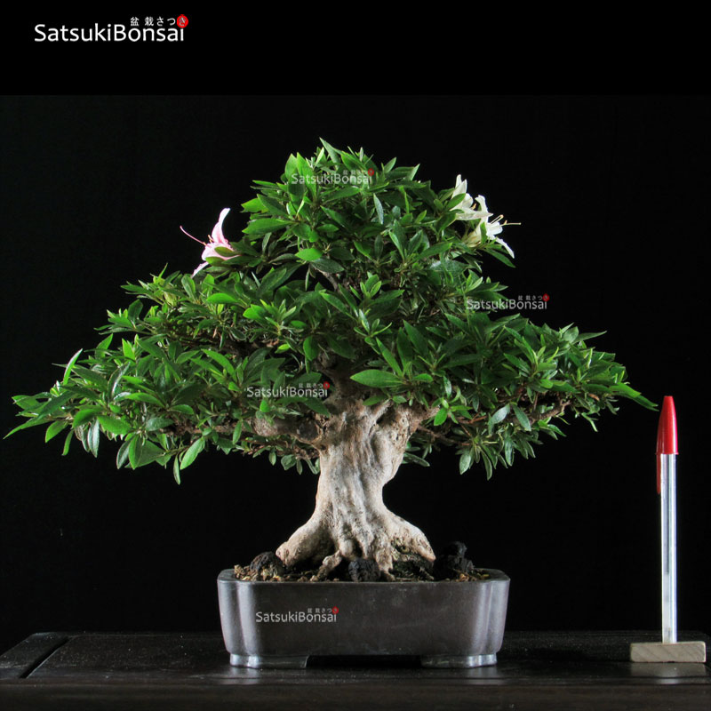 0235_11 Azalea Satsuki Spp. VENDUTO - immagine 1