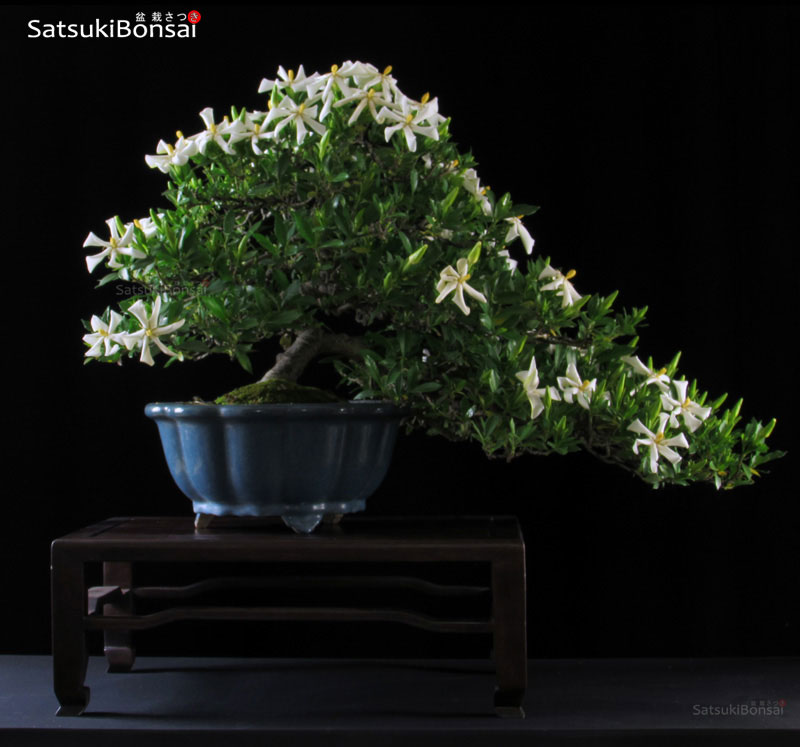 0240_13 Gardenia Jasminoides VENDUTO - immagine 1