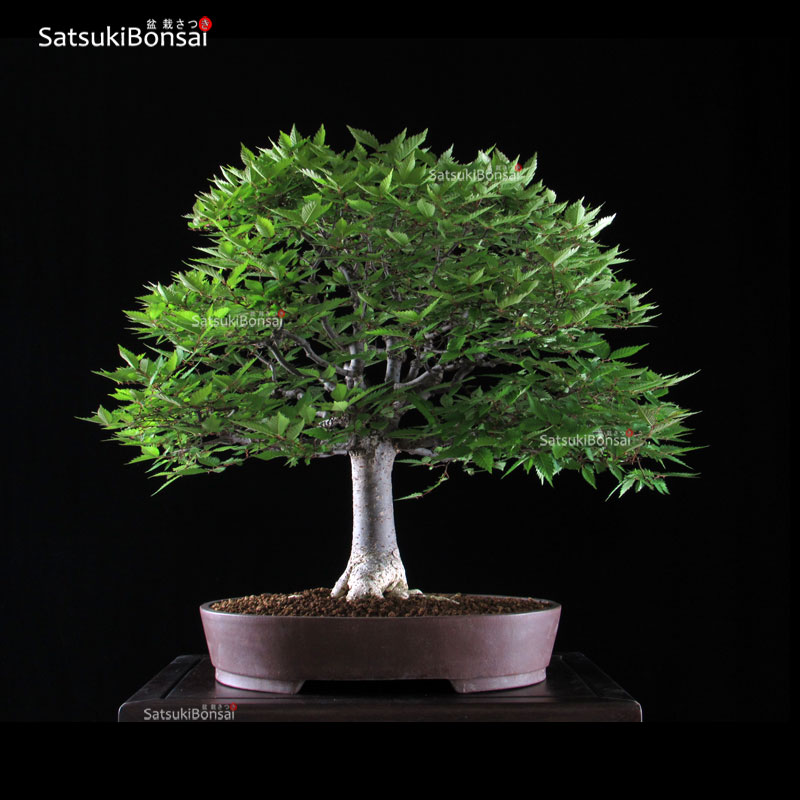 0241_7 Zelkova Serrata VENDUTO - immagine 1