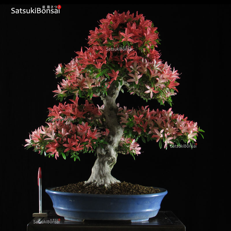 0383_10 Azalea Satsuki Var. Saiko VENDUTO - immagine 1