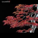 Acero Palmato var. Benichidori VENDUTO - immagine 14