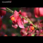 Euonymus sieboldianum VENDUTO - immagine 6