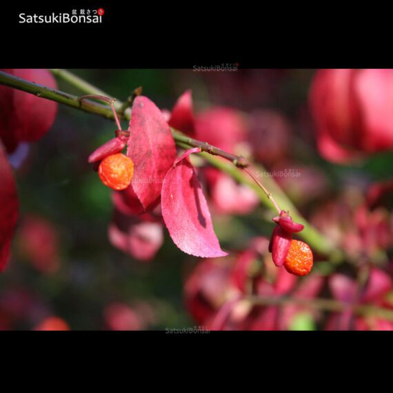 Euonymus sieboldianum VENDUTO - immagine 6