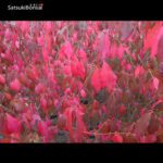 Euonymus sieboldianum VENDUTO - immagine 7