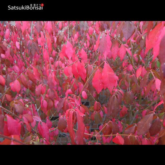 Euonymus sieboldianum VENDUTO - immagine 7