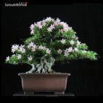 Azalea Satsuki Var. Nyohozan VENDUTO