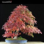 Acero Palmato var. Benichidori VENDUTO
