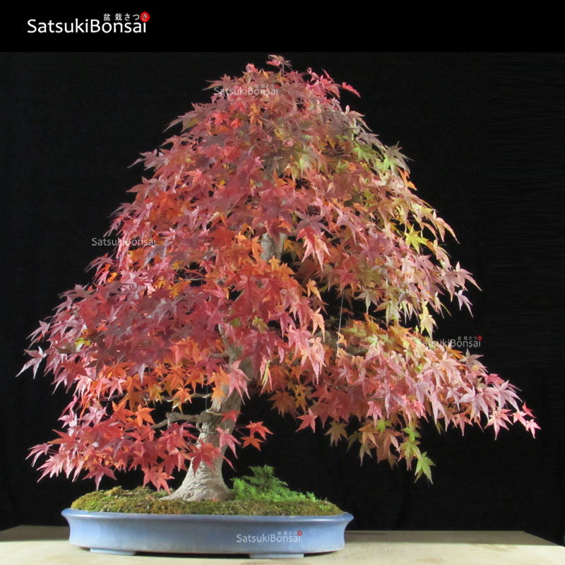 0469_20-bonsai-acer-benichi Acero Palmato var. Benichidori VENDUTO - immagine 1