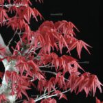 Acero palmato var. Deshojo - immagine 2