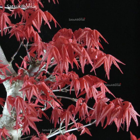 Acero palmato var. Deshojo - immagine 2