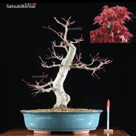 Acero palmato var. Deshojo VENDUTO - immagine 5