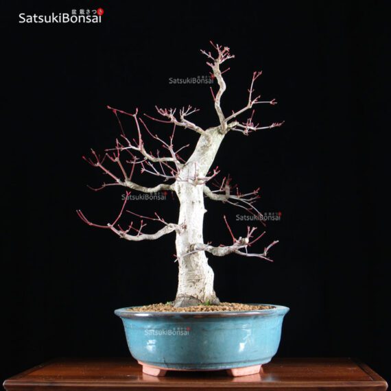 Acero palmato var. Deshojo VENDUTO - immagine 8