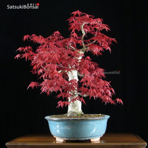 Acero palmato var. Deshojo VENDUTO - immagine 3