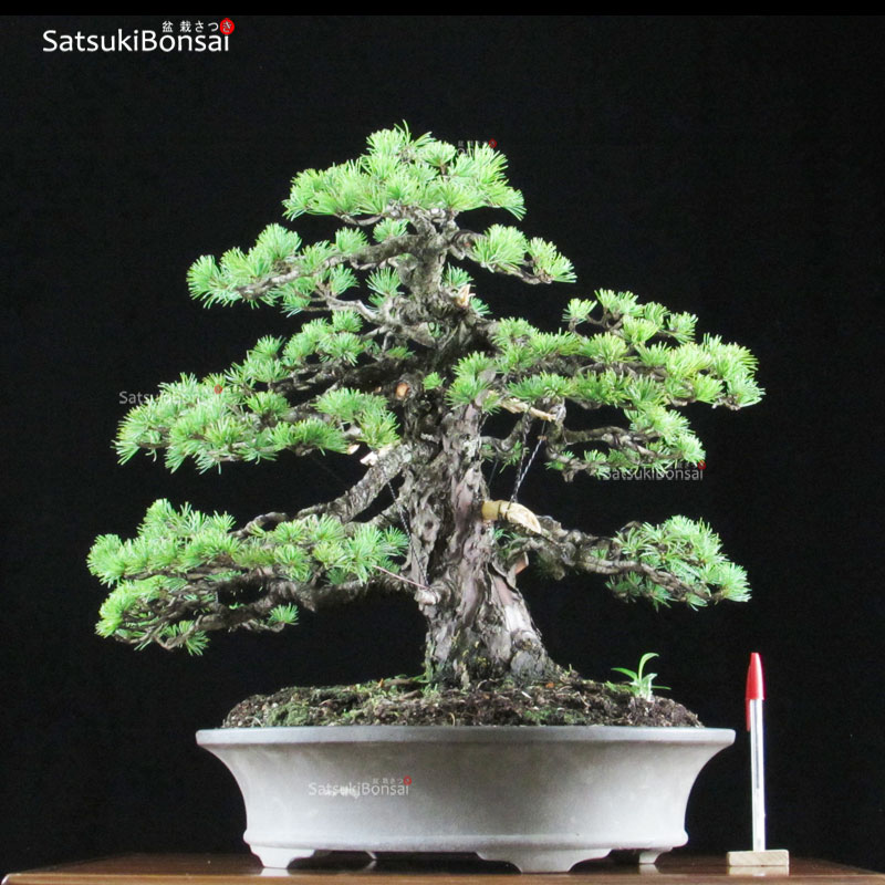 0817_6-Pinus-Pentaphilla Pino Pentaphilla Goyomatsu Nasu VENDUTO - immagine 1