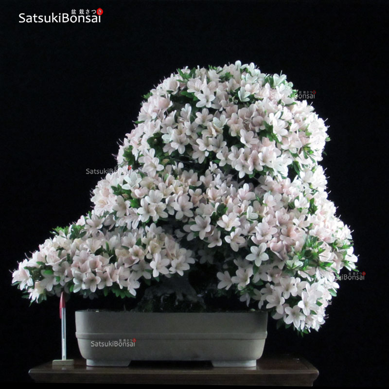 0042_18 Azalea Satsuki Var. Nikko VENDUTO - immagine 1