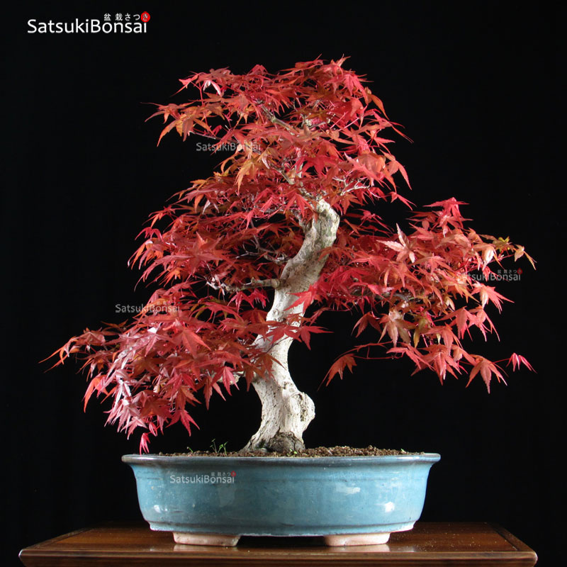 0750_9-Acer-palmatum-Deshoj Acero palmato var. Deshojo VENDUTO - immagine 1
