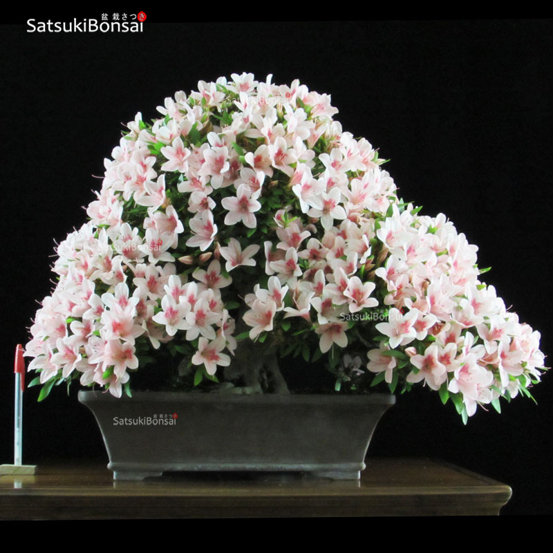 0010_1-Satsuki-Nyohozan Azalea Satsuki NYOHOZAN VENDUTO - immagine 1