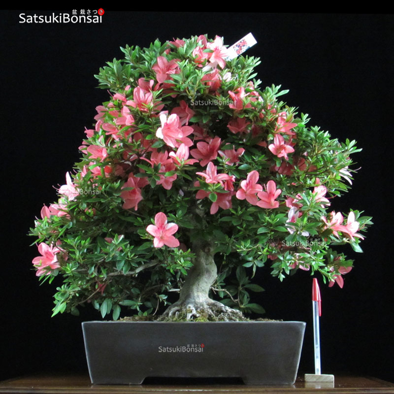 0883_1-Gohonohikari Azalea Satsuki GOHO NO HIKARI VENDUTO - immagine 1