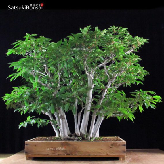 Fagus Crenata - Faggio - Buna VENDUTO - immagine 3
