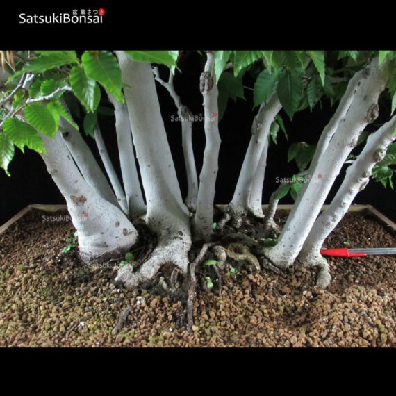 Fagus Crenata - Faggio - Buna VENDUTO - immagine 5