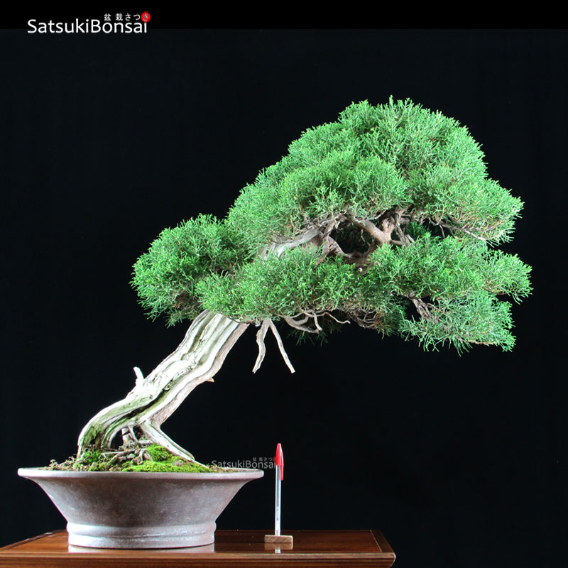 0583_11-Juniperus-Chinensis Ginepro Itoigawa VENDUTO - immagine 1