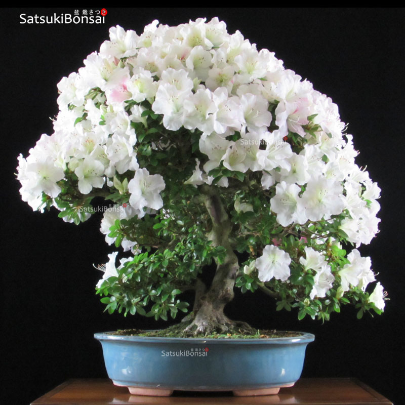 0887_8-Gyoten Azalea Satsuki GYOTEN VENDUTO - immagine 1