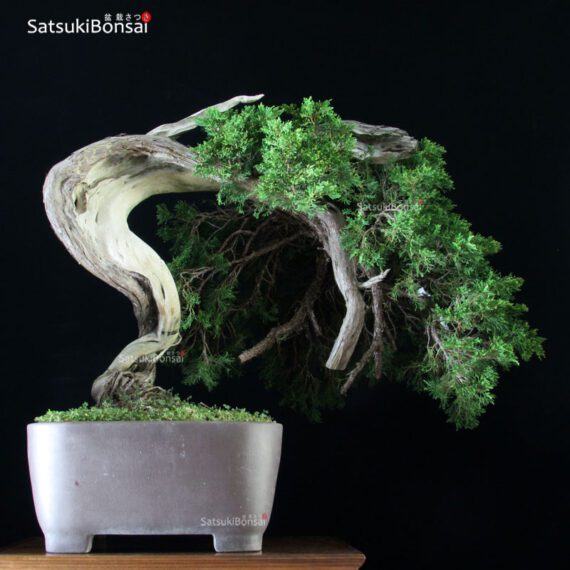 Ginepro Sabina - Juniperus Sabina - immagine 6