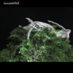 Ginepro Sabina - Juniperus Sabina - immagine 10