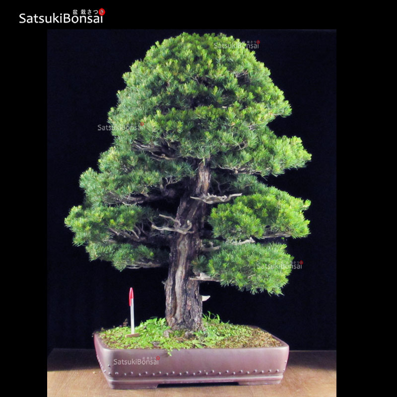 0910_10-Pinus-Kokonoe Pino pentaphilla var. Kokonoe VENDUTO - immagine 1