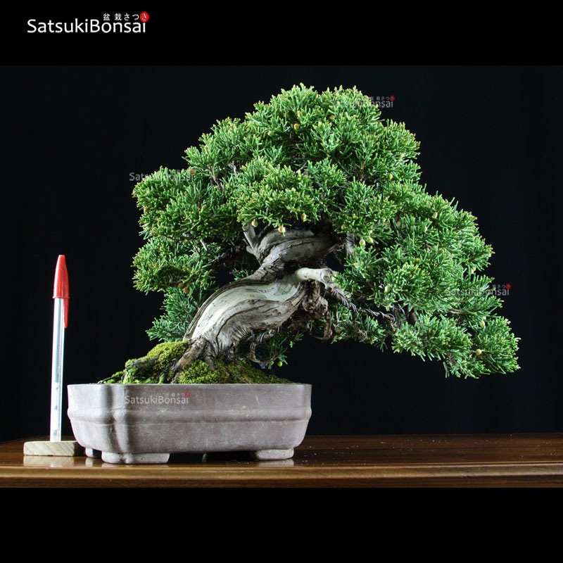 1153_1-Juniperus-chinensis Juniperus Chinensis shohin VENDUTO - immagine 1