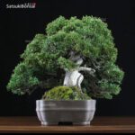 Juniperus Chinensis shohin VENDUTO - immagine 2