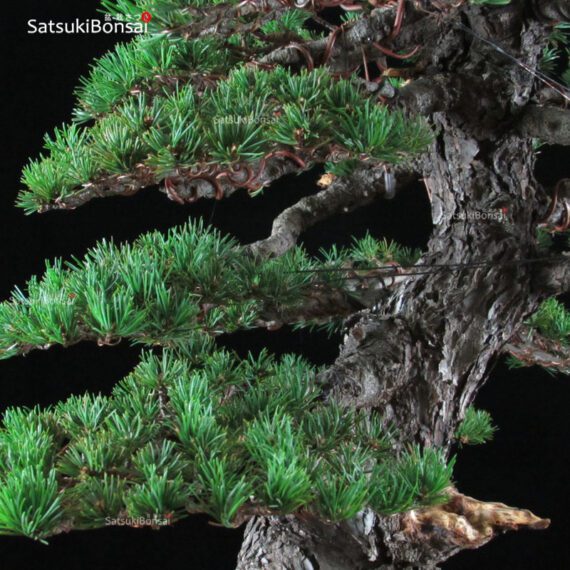 Pino pentaphylla var. Kokonoe VENDUTO - immagine 8
