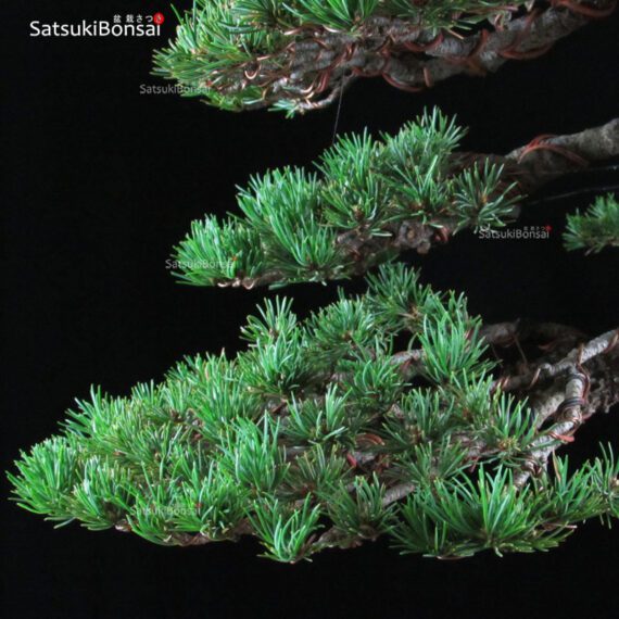 Pino pentaphylla var. Kokonoe VENDUTO - immagine 10