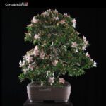 Azalea Satsuki Var. Nikko  VENDUTO - immagine 9