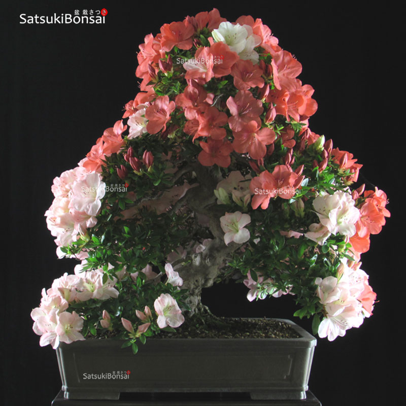 Azalea Satsuki Var. YAMA-NO-HIKARI  VENDUTO