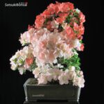 Azalea Satsuki Var. YAMA-NO-HIKARI  VENDUTO - immagine 4