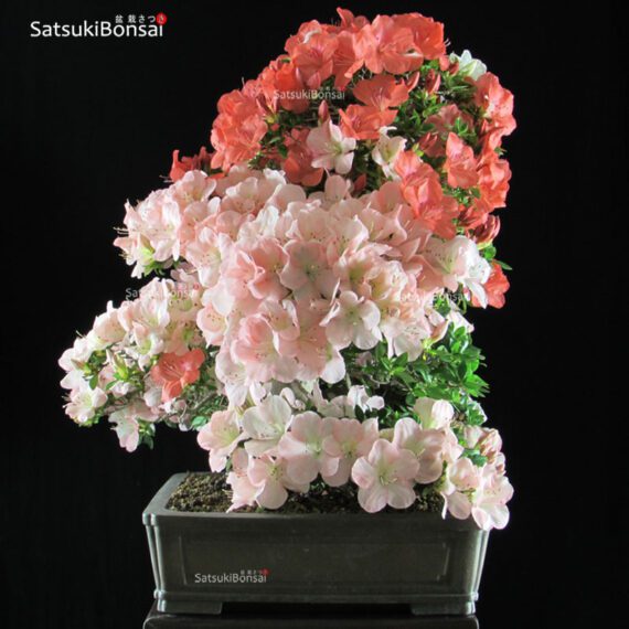 Azalea Satsuki Var. YAMA-NO-HIKARI  VENDUTO - immagine 4
