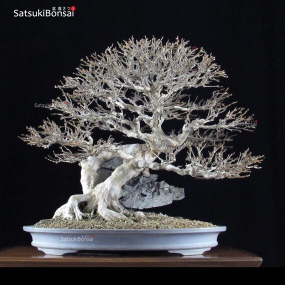Acer Buergerianum VENDUTO - immagine 2