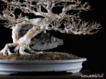 Acer Buergerianum VENDUTO - immagine 8