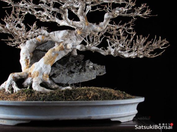 Acer Buergerianum VENDUTO - immagine 8