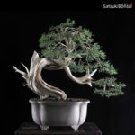 Ginepro Fenicio - Juniperus Phoenicea VENDUTO