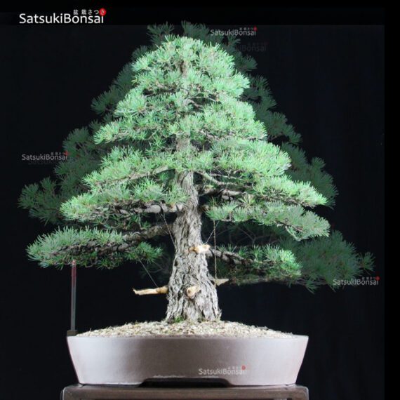 Pino pentaphylla VENDUTO - immagine 2