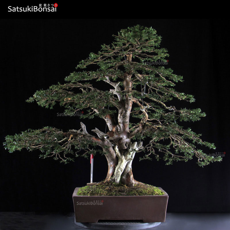 0265_1.jpg Tasso - Taxus Baccata VENDUTO - immagine 1