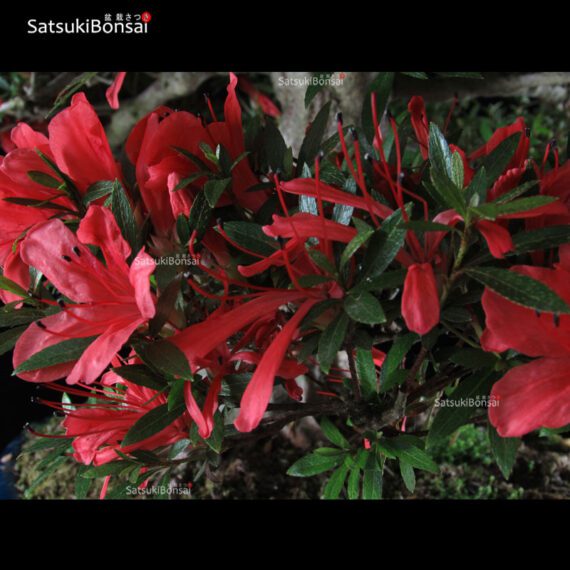 Azalea Satsuki Var. Kinsai VENDUTO - immagine 3