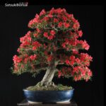 Azalea Satsuki Var. Kinsai VENDUTO