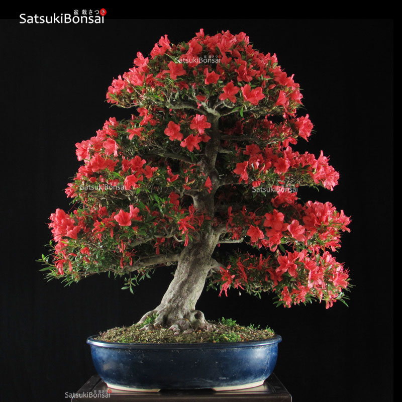 Azalea Satsuki Var. Kinsai VENDUTO