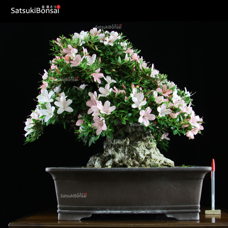 0295_7-Satsuki-Nikko.jpg Azalea Satsuki NIKKO VENDUTO - immagine 1