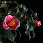 Camellia Japonica var. Tama-no-ura VENDUTO - immagine 5
