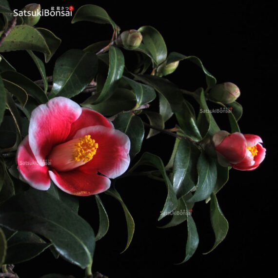 Camellia Japonica var. Tama-no-ura VENDUTO - immagine 5